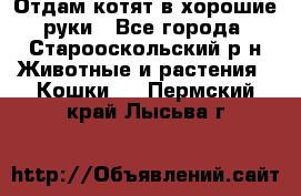 Отдам котят в хорошие руки - Все города, Старооскольский р-н Животные и растения » Кошки   . Пермский край,Лысьва г.